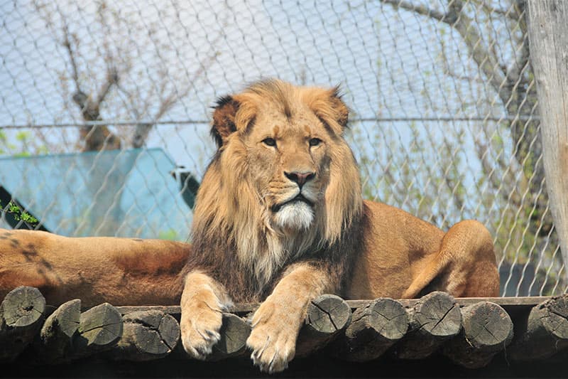 Зоологическа градина във Виена: Убежище за диви животни в сърцето на Австрия