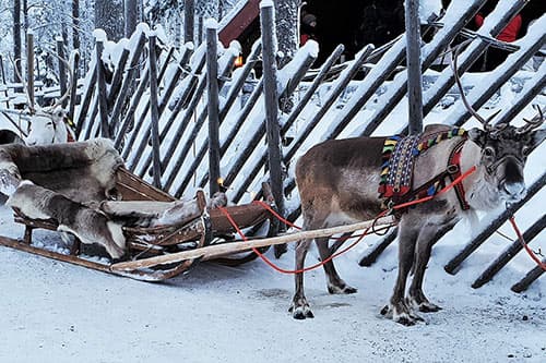 Лапландия - елен